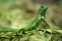 Martes 9 de agosta. Pobladores del municipio de Mazatan reproducen la especie de iguana verde para su aprovechamniento sustentable para apoyar la económia de las familias de la región dela costa chiapaneca.