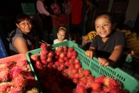 Viernes 8 de julio. Un niño de escasos 6 años de edad juega y se divierte con la lente fotográfica mientras que sus padres se dedican a la distribución del fruto del Rambután en la Central de Abastos de la ciudad de Tuxtla Gutiérrez. Este fruto es sembrad