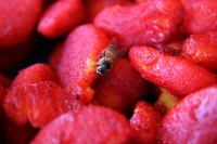 Lunes 4 de septiembre del 2017. Tuxtla Gutiérrez. Una abeja disfruta del dulce que exudan los dulces de los puestos instalados en la plaza central de la ciudad.