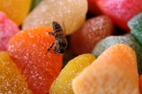 Lunes 4 de septiembre del 2017. Tuxtla Gutiérrez. Una abeja disfruta del dulce que exudan los dulces de los puestos instalados en la plaza central de la ciudad.
