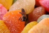 Lunes 4 de septiembre del 2017. Tuxtla Gutiérrez. Una abeja disfruta del dulce que exudan los dulces de los puestos instalados en la plaza central de la ciudad.