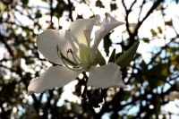 Domingo 29 de enero del 2018. Tuxtla Gutiérrez. Algunos árboles florecen durante esta temporada en las calles de la ciudad.