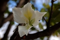 Domingo 29 de enero del 2018. Tuxtla Gutiérrez. Algunos árboles florecen durante esta temporada en las calles de la ciudad.