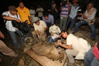 Lunes 31 de marzo del 2014. Chiapa de Corzo. Esta noche continúan las labores de rescate de varias especies de animales de las instalaciones de lo que fuera el Parque Ecoturístico Amikuu dentro del Cañón del Sumidero donde los especialistas del Zoológico 