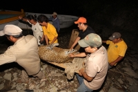 Lunes 31 de marzo del 2014. Chiapa de Corzo. Esta noche continúan las labores de rescate de varias especies de animales de las instalaciones de lo que fuera el Parque Ecoturístico Amikuu dentro del Cañón del Sumidero donde los especialistas del Zoológico 