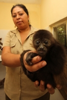 Bebé de Mono Araña es criado en el ZOOMAT.