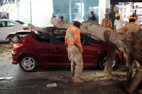 20210326. Tuxtla G. Un árbol cae sobre un vehículo en el cruce de la Avenida y Calle central en la capital del estado de Chiapas