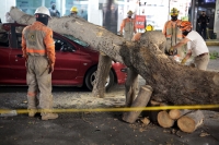 20210326. Tuxtla G. Un árbol cae sobre un vehículo en el cruce de la Avenida y Calle central en la capital del estado de Chiapas
