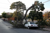 Martes 21 de febrero del 2017. Tuxtla Gutiérrez. Los fuertes vientos de esta tarde ocasionan la caída de árboles en varias vialidades del centro de la capital del estado de Chiapas.