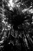 Jueves 10 de julio del 2014. Tuxtla Gutiérrez. El Jardín Botánico Dr. Faustino Miranda es uno de los pulmones de la capital del estado de Chiapas y se ubica en el primer cuadro de esta ciudad, cuenta con más de 600 especies en exhibición en un área de más