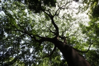 Jueves 10 de julio del 2014. Tuxtla Gutiérrez. El Jardín Botánico Dr. Faustino Miranda es uno de los pulmones de la capital del estado de Chiapas y se ubica en el primer cuadro de esta ciudad, cuenta con más de 600 especies en exhibición en un área de más