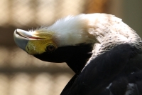 Agosto del 2014. Tuxtla Gutiérrez. Algunas de las aves en rehabilitación en el Zoomat.