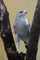 Agosto del 2014. Tuxtla Gutiérrez. Algunas de las aves en rehabilitación en el Zoomat.