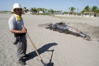 Una cr�a de ballena fue encontrada de manera inusual en las playas de Puerto Arista, en la costa chiapaneca en d�as pasados.  Los especialistas del Campamento Tortuguero entierran el cad�ver del cet�ceo para su posterior estudio y conservaci�n debido a qu