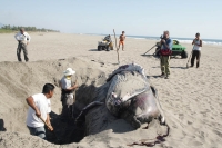 Una cr�a de ballena fue encontrada de manera inusual en las playas de Puerto Arista, en la costa chiapaneca en d�as pasados.  Los especialistas del Campamento Tortuguero entierran el cad�ver del cet�ceo para su posterior estudio y conservaci�n debido a qu