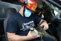 20210705. Tuxtla Gutiérrez. El ejemplar de cocodrilo moreletti es rescatado de un desague en el oriente de la capital del estado de Chiapas.