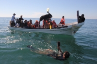 11 de diciembre. Peregrinos nadan en las costas chiapanecas.