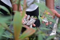 Martes 16 de mayo del 2017. Suchiapa, Chiapas. Habitantes de la comunidad Pacú del municipio de Suchiapa intentan limpiar los peces muertos que contaminan la región por las descargas de aguas residuales al rio que atraviesa esta comunidad de la depresión 