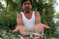 Martes 16 de mayo del 2017. Suchiapa, Chiapas. Habitantes de la comunidad Pacú del municipio de Suchiapa intentan limpiar los peces muertos que contaminan la región por las descargas de aguas residuales al rio que atraviesa esta comunidad de la depresión 