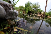 Martes 16 de mayo del 2017. Suchiapa, Chiapas. Habitantes de la comunidad Pacú del municipio de Suchiapa intentan limpiar los peces muertos que contaminan la región por las descargas de aguas residuales al rio que atraviesa esta comunidad de la depresión 