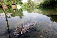 Martes 16 de mayo del 2017. Suchiapa, Chiapas. Habitantes de la comunidad Pacú del municipio de Suchiapa intentan limpiar los peces muertos que contaminan la región por las descargas de aguas residuales al rio que atraviesa esta comunidad de la depresión 