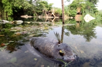 Martes 16 de mayo del 2017. Suchiapa, Chiapas. Habitantes de la comunidad Pacú del municipio de Suchiapa intentan limpiar los peces muertos que contaminan la región por las descargas de aguas residuales al rio que atraviesa esta comunidad de la depresión 