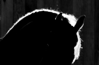 Domingo 18 de diciembre del 2016. Berriozábal. Imágenes de la cuadra de caballos de exhibición del Espectáculo Ecuestre Chiapaneco. Domingo 18 de diciembre del 2016. Berriozábal. Imágenes de la cuadra de caballos de exhibición del Espectáculo Ecuestre Chiapaneco.