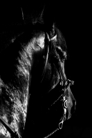 Domingo 18 de diciembre del 2016. Berriozábal. Imágenes de la cuadra de caballos de exhibición del Espectáculo Ecuestre Chiapaneco. Domingo 18 de diciembre del 2016. Berriozábal. Imágenes de la cuadra de caballos de exhibición del Espectáculo Ecuestre Chiapaneco.
