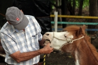 Miércoles 4 de julio del 2012. Tuxtla Gutiérrez, Chiapas. Los ponis de convivencia Infantil reciben la ayuda ciudadana de personas interesadas en la sobrevivencia de los animales que ahora se encuentran en el parque Joyo Mayu. Miércoles 4 de julio del 2012. Tuxtla Gutiérrez, Chiapas. Los ponis de convivencia Infantil reciben la ayuda ciudadana de personas interesadas en la sobrevivencia de los animales que ahora se encuentran en el parque Joyo Mayu.