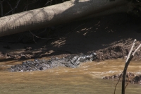 Martes 16 de agosto. El ripio y el pet son los materiales que arrastra el agua del rio Grijalva al interior de Cañón del Sumidero y a pesar de los esfuerzos de los voluntarios y autoridades de ecología estos desechos continúan acumulándose poniendo en pel