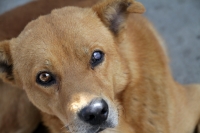 20210222. Tuxtla G. Perros callejeros