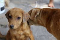 20210222. Tuxtla G. Perros callejeros