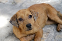 20210222. Tuxtla G. Perros callejeros