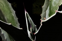 Miércoles 28 de junio del 2017. Agave Americano L. El agave comiteco es la materia prima para la producción e industrialización del licor, el cual genera recursos a familias de artesanos de bajo recursos en la meseta de esta ciudad.