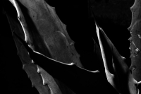 Miércoles 28 de junio del 2017. Agave Americano L. El agave comiteco es la materia prima para la producción e industrialización del licor, el cual genera recursos a familias de artesanos de bajo recursos en la meseta de esta ciudad.