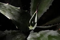 Miércoles 28 de junio del 2017. Agave Americano L. El agave comiteco es la materia prima para la producción e industrialización del licor, el cual genera recursos a familias de artesanos de bajo recursos en la meseta de esta ciudad.