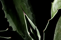 Miércoles 28 de junio del 2017. Agave Americano L. El agave comiteco es la materia prima para la producción e industrialización del licor, el cual genera recursos a familias de artesanos de bajo recursos en la meseta de esta ciudad.