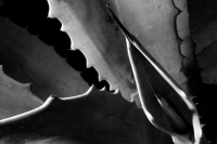Miércoles 28 de junio del 2017. Agave Americano L. El agave comiteco es la materia prima para la producción e industrialización del licor, el cual genera recursos a familias de artesanos de bajo recursos en la meseta de esta ciudad.