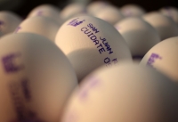 Miércoles 15 de abril del 2020. Tuxtla Gutiérrez. El mensaje de los productores de huevo durante esta contingencia de salud provocada por el Coronavirus