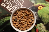 Martes 11 de junio del 2019. Tuxtla Gutiérrez. Muestra de granos de café producido en el estado de Chiapas