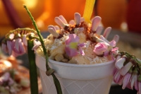Viernes 2 de marzo del 2018. Tuxtla Gutiérrez. La flor de Cuchunuc. El arbusto conocido como cacahuananche florea en el mes de febrero dando una pequeña flor rosa y blanco. Esta flor es utilizada para elaborar algunos alimentos tradiconales por lo que d