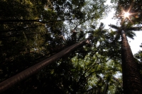 Domingo 22 de abril del 2108. Tuxtla Gutiérrez. DÃÂa internacional de la tierra. La reducción de las cuatro hectáreas y media del JardÃÂn Botánico Faustino Miranda muestran el abandono y la afectación premeditada de las zonas verdes de la ciudad. El Domingo 22 de abril del 2108. Tuxtla Gutiérrez. DÃÂa internacional de la tierra. La reducción de las cuatro hectáreas y media del JardÃÂn Botánico Faustino Miranda muestran el abandono y la afectación premeditada de las zonas verdes de la ciudad. El
