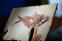 20231019. Tuxtla. Fósiles de una nueva especie de pez encontrado por investigadores en la cantera El Chango en Ocozocoautla en Chiapas.