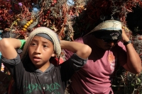 Jueves 21 de diciembre del 2017. Chiapa de Corzo. Los jóvenes floreros llegan este medio dí­a a Chiapa de Corzo después de permanecer recolectando la flor de Niluyarilu en las comunidades de la zona de Los Altos de Chiapas. Este tubérculo será utiliza