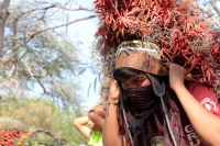 Jueves 21 de diciembre del 2017. Chiapa de Corzo. Los jóvenes floreros llegan este medio dí­a a Chiapa de Corzo después de permanecer recolectando la flor de Niluyarilu en las comunidades de la zona de Los Altos de Chiapas. Este tubérculo será utiliza