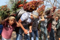 Jueves 21 de diciembre del 2017. Chiapa de Corzo. Los jóvenes floreros llegan este medio dí­a a Chiapa de Corzo después de permanecer recolectando la flor de Niluyarilu en las comunidades de la zona de Los Altos de Chiapas. Este tubérculo será utiliza