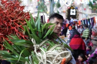 Martes 18 de diciembre del 2018. Zinacantan. Los tuberculos de la flor de Niluyarilo es recoelctada por jóvenes provenientes de la comunidad de Chiapa de Corzo en las comunidades de Los altos de Chiapas recorriendo varios kilómetros a pie. La planta que