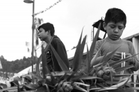 Martes 18 de diciembre del 2018. Zinacantan. Los tuberculos de la flor de Niluyarilo es recoelctada por jóvenes provenientes de la comunidad de Chiapa de Corzo en las comunidades de Los altos de Chiapas recorriendo varios kilómetros a pie. La planta que
