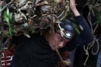 Martes 18 de diciembre del 2018. Zinacantan. Los tuberculos de la flor de Niluyarilo es recoelctada por jóvenes provenientes de la comunidad de Chiapa de Corzo en las comunidades de Los altos de Chiapas recorriendo varios kilómetros a pie. La planta que
