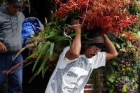 Martes 18 de diciembre del 2018. Zinacantan. Los tuberculos de la flor de Niluyarilo es recoelctada por jóvenes provenientes de la comunidad de Chiapa de Corzo en las comunidades de Los altos de Chiapas recorriendo varios kilómetros a pie. La planta que